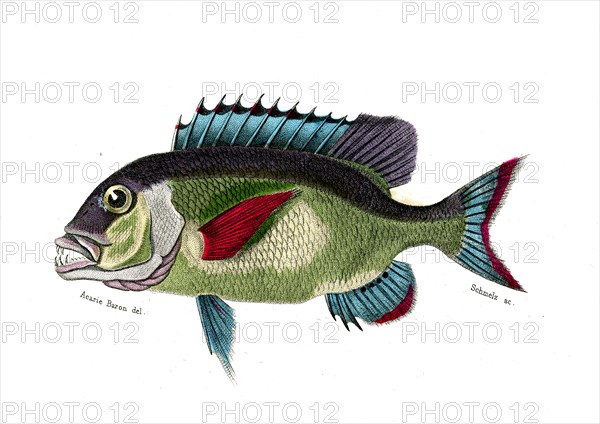 Dentex Macrocephalus
1849
Planche illustrée parue dans l'ouvrage "Le Règne Animal distribué d'après son organisation", de Georges Cuvier, paru en 1817.