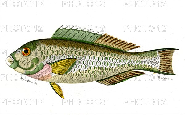 Scarus Harid
1846
Planche illustrée parue dans l'ouvrage "Le Règne Animal distribué d'après son organisation", de Georges Cuvier, paru en 1817.