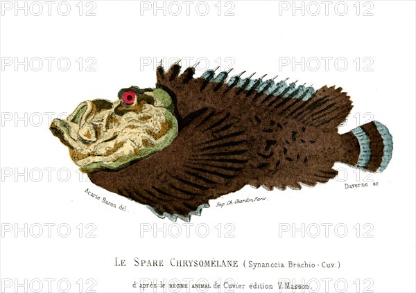 Synanccia Brachio      Cuvier
1846
Planche illustrée parue dans l'ouvrage "Le Règne Animal distribué d'après son organisation", de Georges Cuvier, paru en 1817.