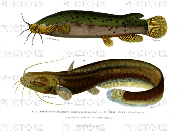 1 ) Malapterurus electricus
2 ) Silurus glanis
1846
Planche illustrée parue dans l'ouvrage "Le Règne Animal distribué d'après son organisation", de Georges Cuvier, paru en 1817.
