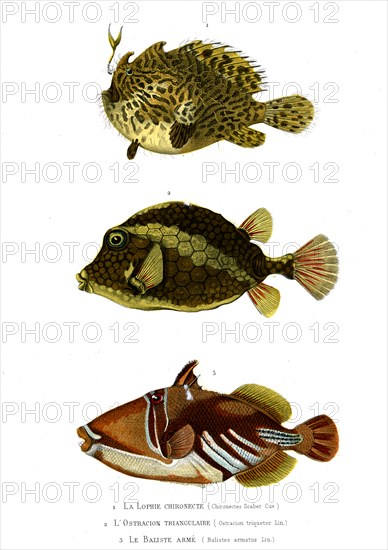 1 ) Chironectes Scaber  ; 1846
2 ) Ostracion triqueter
3 ) Balistes armatus
Planche illustrée parue dans l'ouvrage "Le Règne Animal distribué d'après son organisation", de Georges Cuvier, paru en 1817.
