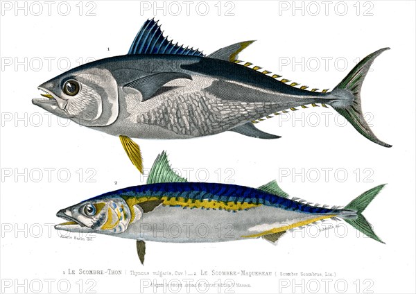 1 ) Thynnus vulgaris
2 ) Scomber Scombrus         1846
Planche illustrée parue dans l'ouvrage "Le Règne Animal distribué d'après son organisation", de Georges Cuvier, paru en 1817.