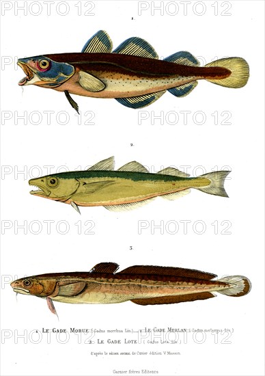 1 ) Gaus morrhua
2 ) Gadus merlangus
3 ) Gadus Lota       1846
Planche illustrée parue dans l'ouvrage "Le Règne Animal distribué d'après son organisation", de Georges Cuvier, paru en 1817.