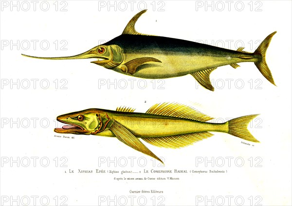 1 ) Xiphias gladius         1846
2 ) Comephorus Baikalensis
Planche illustrée parue dans l'ouvrage "Le Règne Animal distribué d'après son organisation", de Georges Cuvier, paru en 1817.