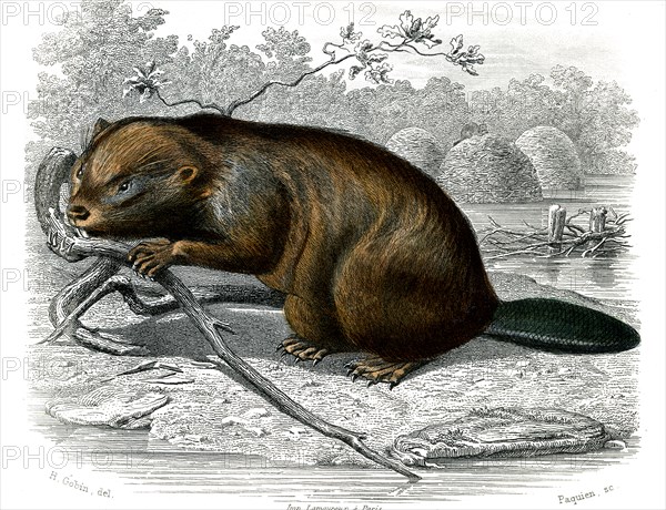 Le castor
1846
Planche illustrée parue dans l'ouvrage "Le Règne Animal distribué d'après son organisation", de Georges Cuvier, paru en 1817.