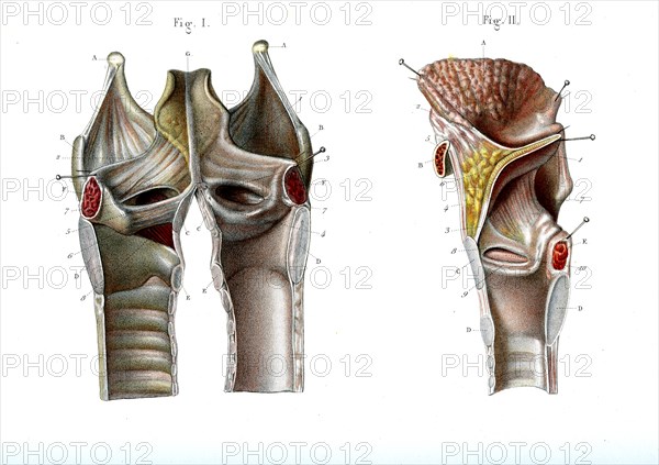 Anatomie du larynx-1866