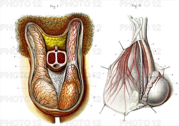 Enveloppes des testicules