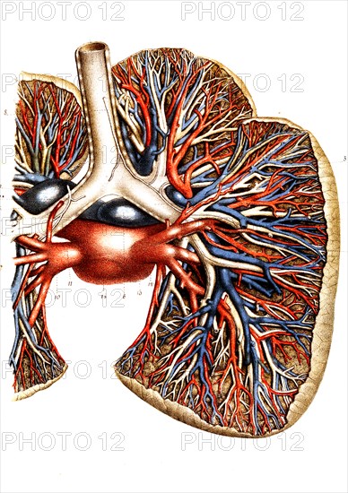 Rapports des bronches et des vaisseaux pulmonaires