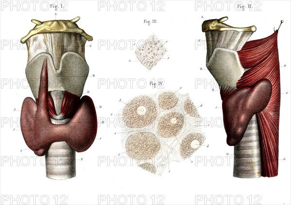 La glande thyroïde