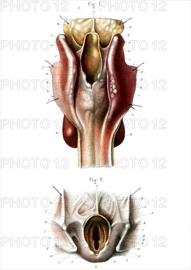 LE LARYNX , face postérieure