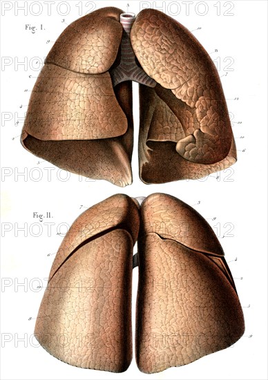Conformation extérieure des poumons