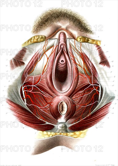 Le perinée de la femme ( Muscles , artères et nerfs )