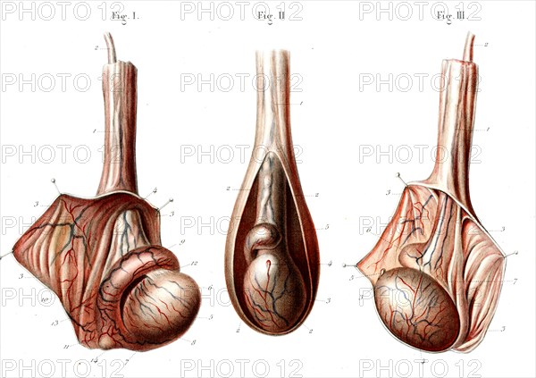 Le testicule et l'épididyme