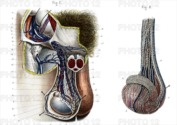 Vaisseaux du testicule