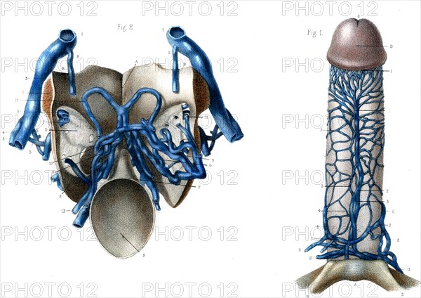 Organes génitaux de l' homme , Plexus veineux