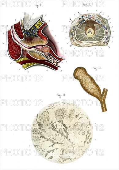 Structure de la prostate