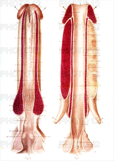 URETRE & corps caverneux ( Anatomie descriptive ) Pl. 46