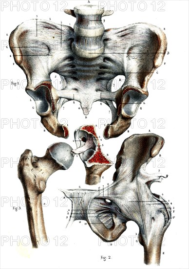 Articulations des os du bassin