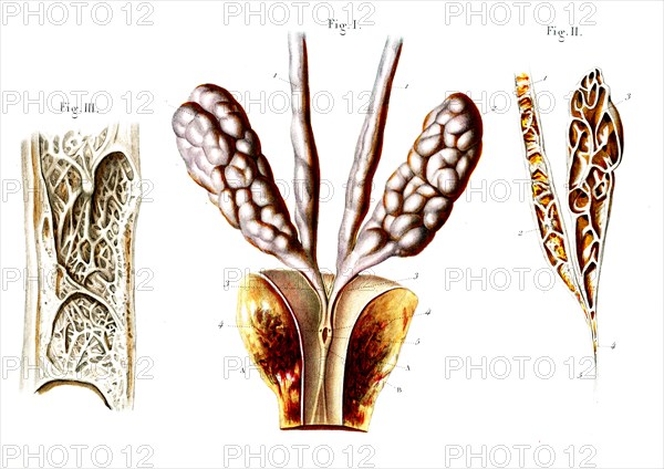 Canal déferent , vésicule séminale, canal éjaculateur injecté.Testicules