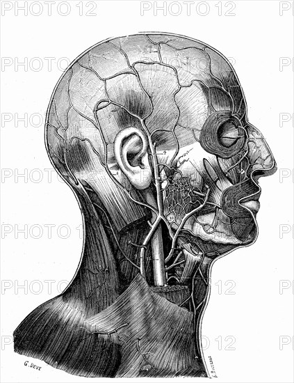 Superficial veins of the skull and face. View side
1905           " Traité d' Anatomie humaine " by L. Testut. Paris 1905