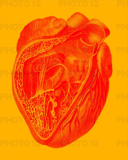 The heart, right open ventricle