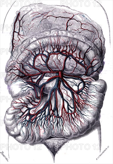 Anatomie descriptive