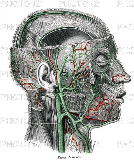 Veins of the head