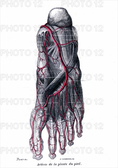 Arteries of the sole of the foot
