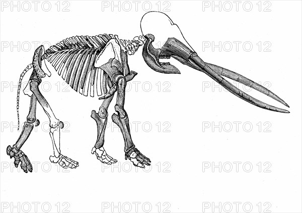 Mastodon skeleton from Torino, Italy