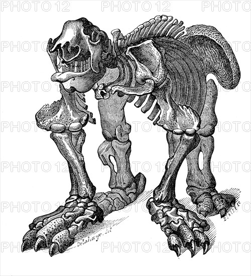 Megatherium skeleton