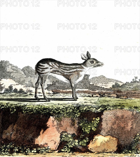 Alpine musk deer