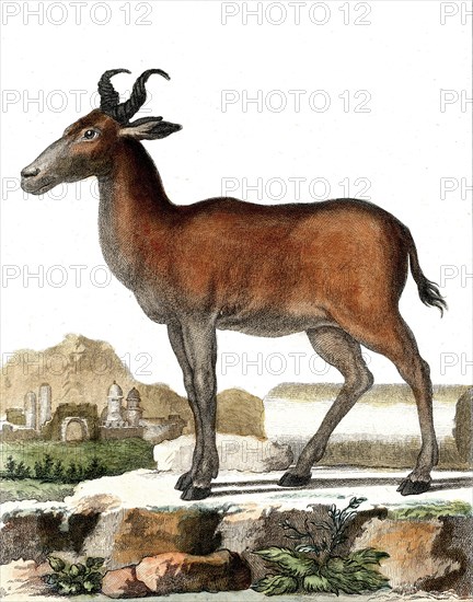 Red hartebeest