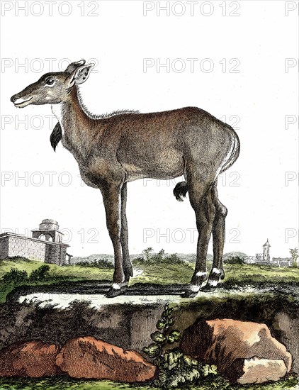 Nilgai