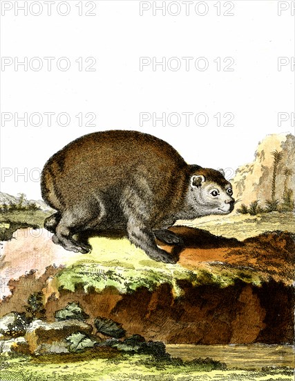 Rock hyrax