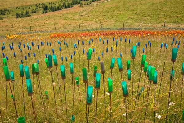 B3HJ37 A Laetitia Carlotti's Land Art work. Installation de Land Art realisee par l'artiste plasticienne Laetitia Carlotti.