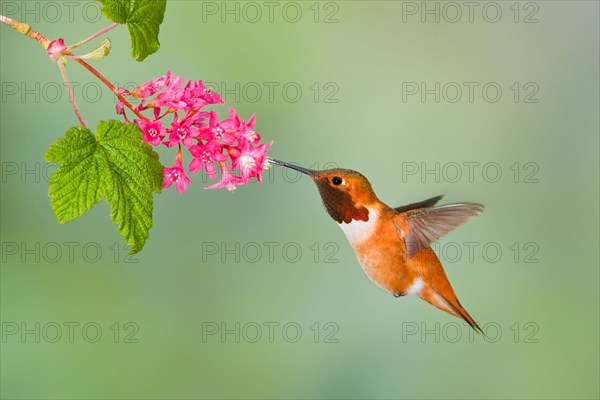 Rufous hummingbird (Selasphorus rufus) feeding at a red currant blossom in Victoria, Vancouver Island, British Columbia, Canada