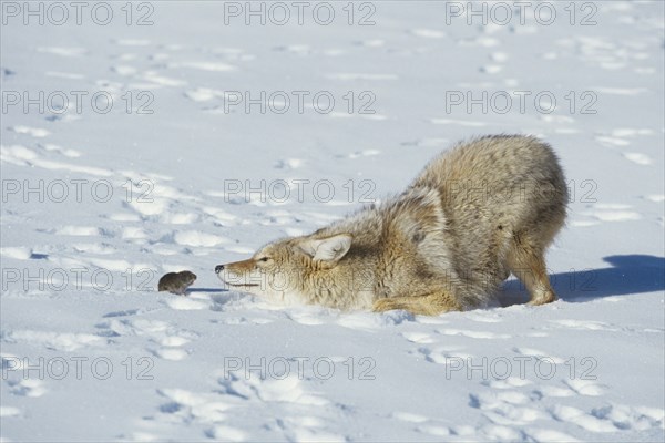 Coyote (Canis latrans)