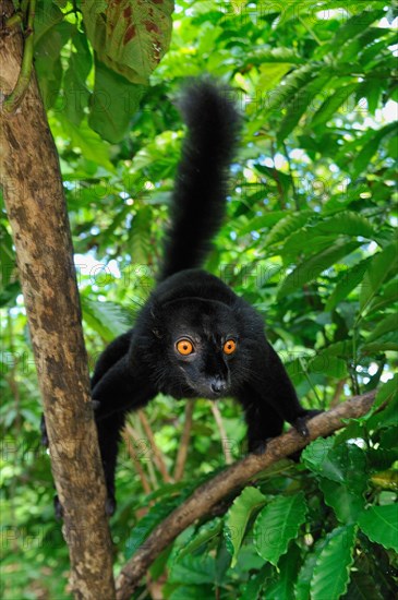 Black lemur (Eulemur macaco macaco)