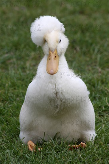 Domestic Crested Duck