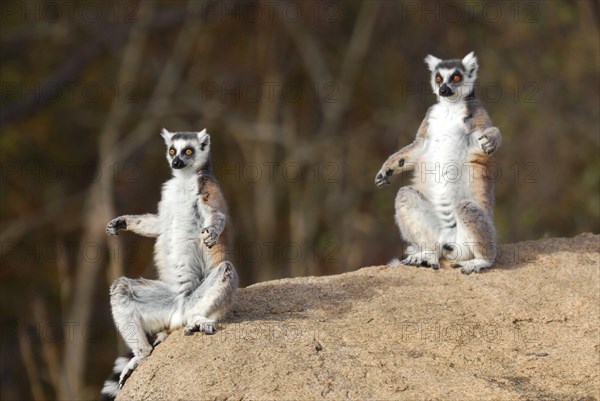 Ring-tailed Lemurs