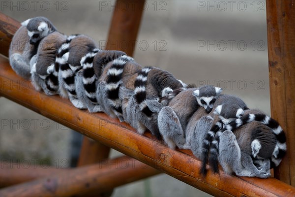 Gang of Lemurs