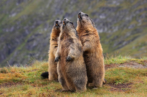 Alpine marmot (Marmota marmota)