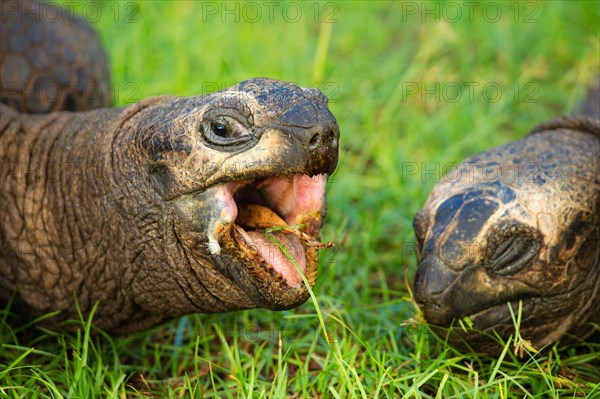 Giant tortoise (Geochelone gigantea)