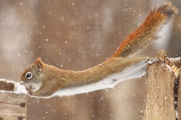 Funny North American red squirrel