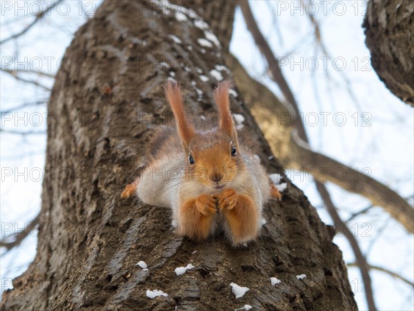 Squirrel hanging on a tree