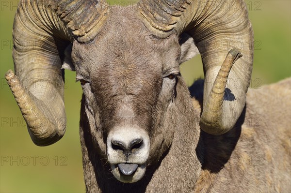 Funny looking portrait of a bighorn ram