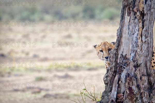 Young Cheetah