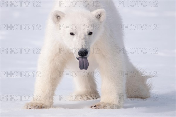 A Young Polar Bear