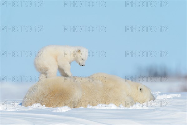 Polar bear mother