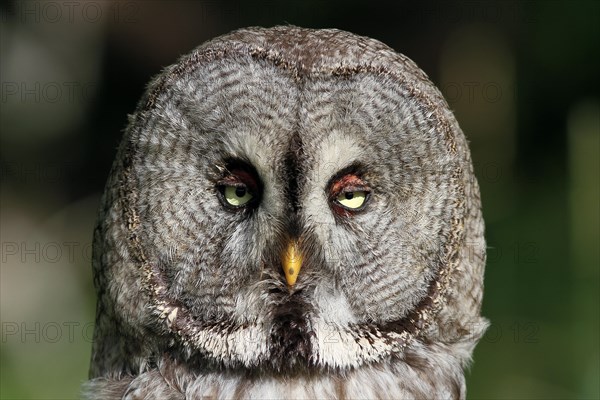 Great grey owl